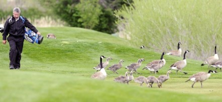 golfing-geese_zps9716b6961