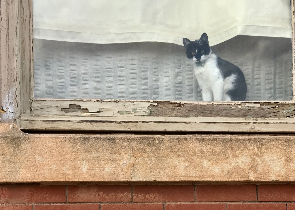 Kitten in a window