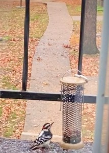 Birds, natural, relax, woodpecker 