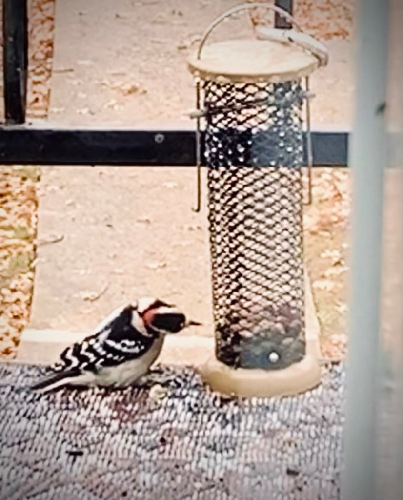 Woodpecker species, nature lovers, bird feeding 